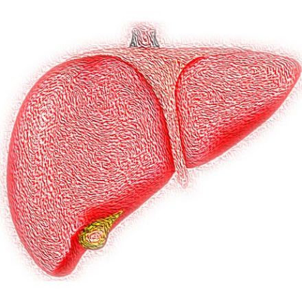 Picture of Kako ohraniti zdrava jetra